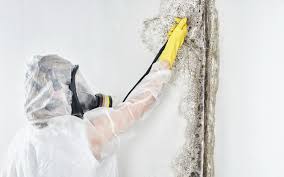 West Vero Corridor, FL Mold Prevention & Removal  Company